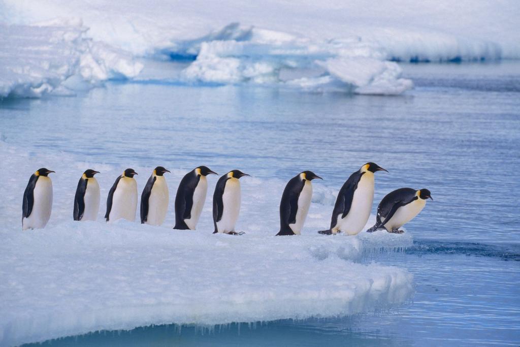 Emperor Penguins Swimming Antarctica 