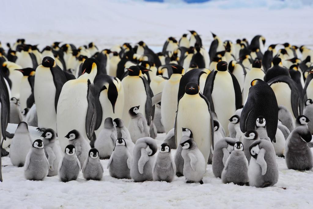 Emperor Penguin Colony Antarctica