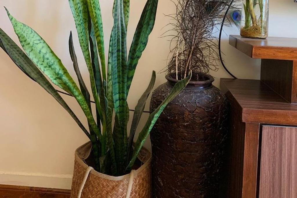 Sunlight Houseplants Indoor Plants Tips