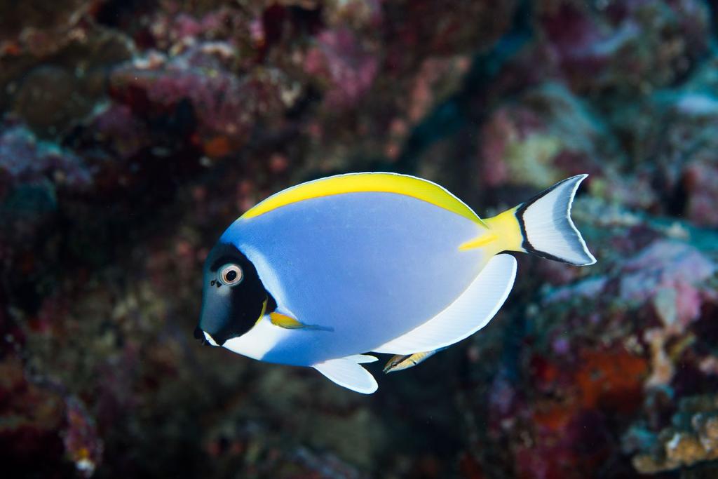 fish self-recognition scientific discovery