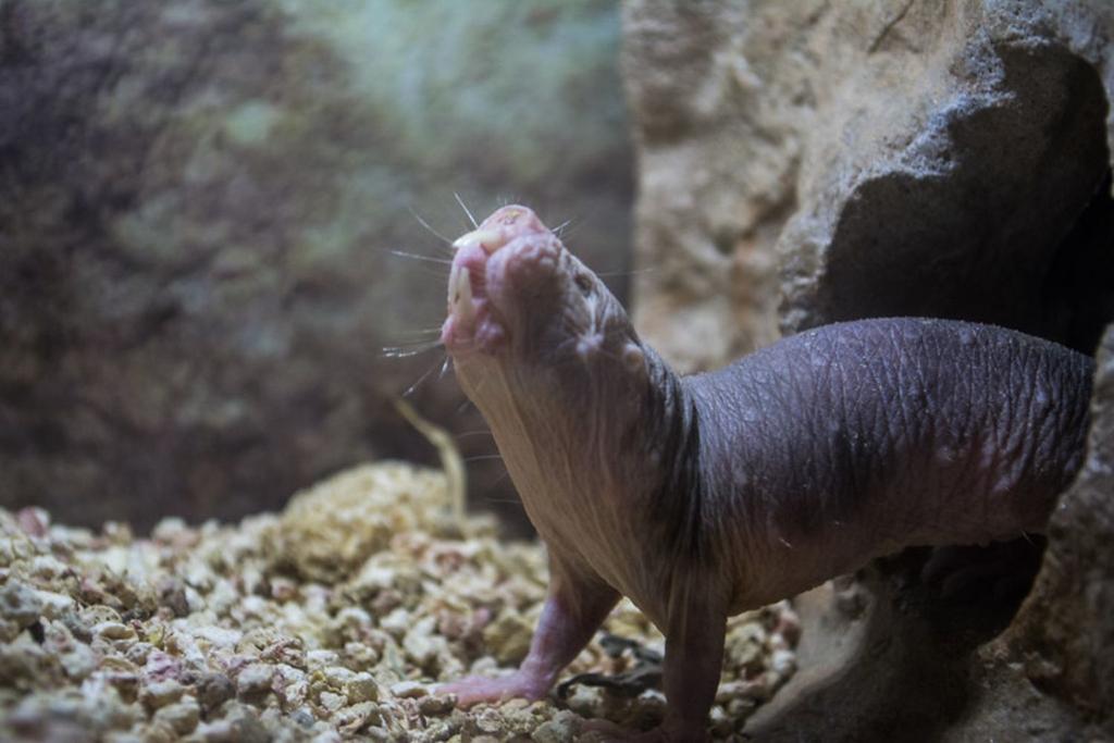 naked mole rat fertility