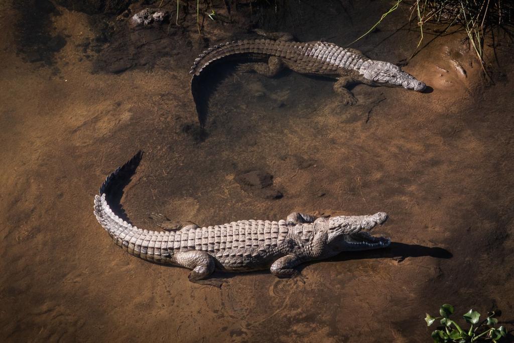 DMZ crocodiles sanctuary korea
