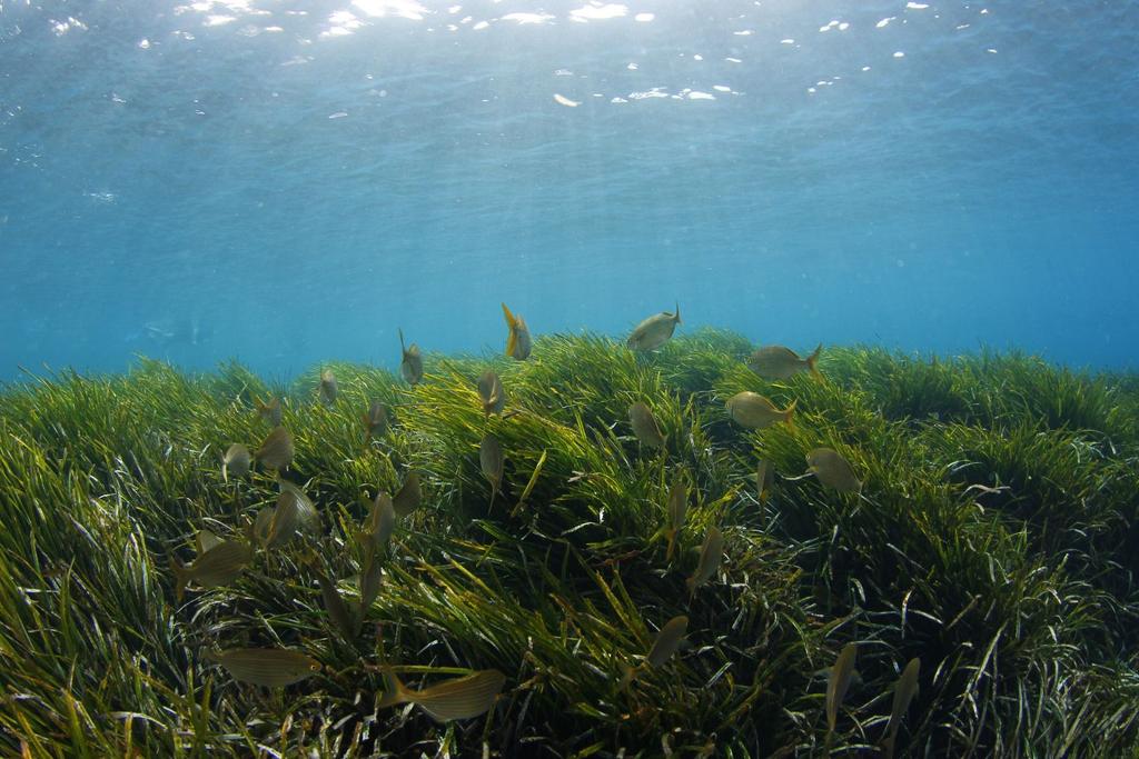 ocean seagrass mystery discovery