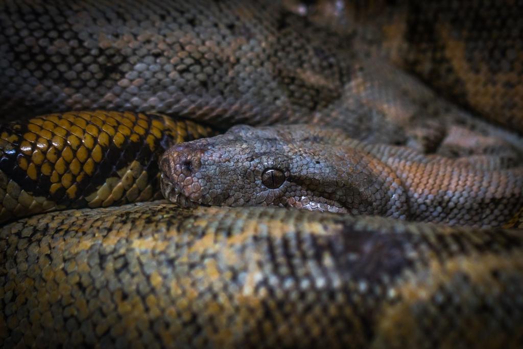 Burmese python Florida invasion