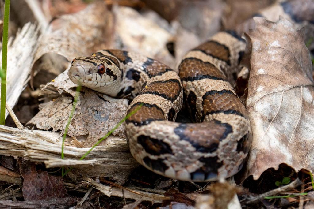 resilient snakes Burmese python