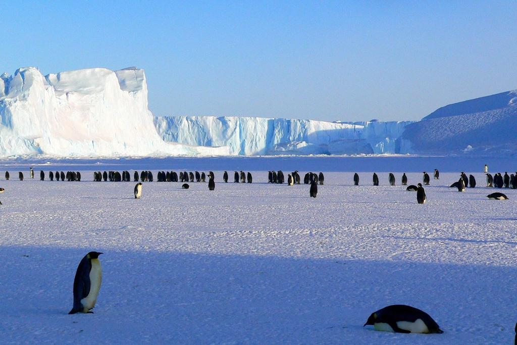 Antarctica blonde penguin discovery