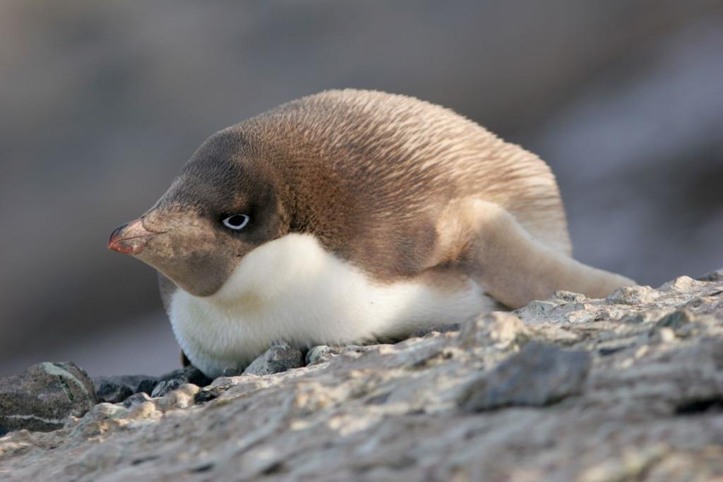 Antarctica blonde penguin tourism