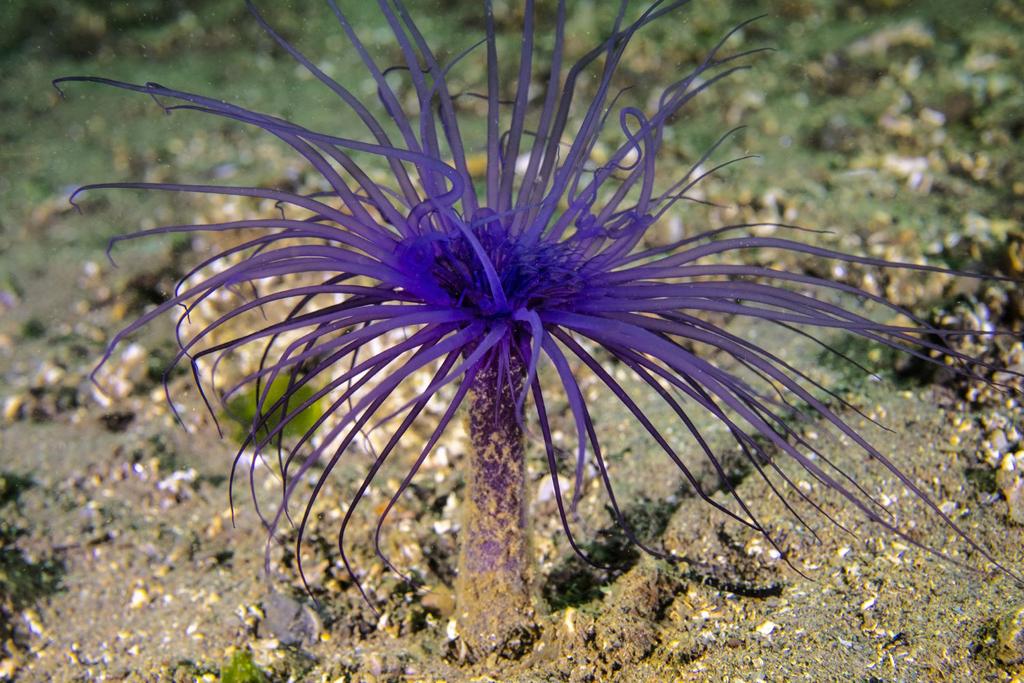 sea anemone learning abilities