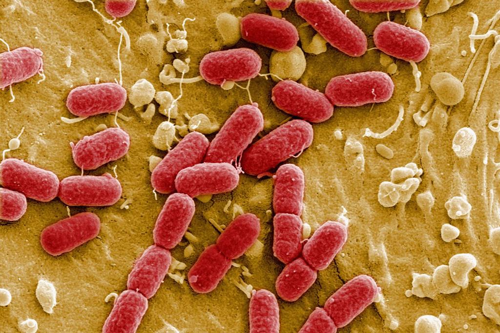 antibiotic resistance gut health