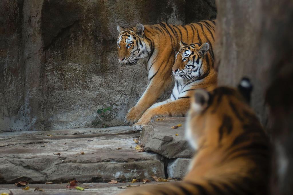 tigers animal behavior research