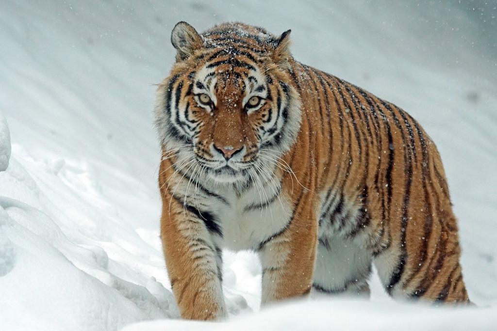endangered tigers wildlife study