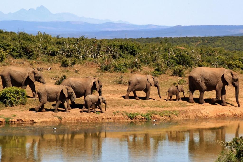 Elephant endangered wildlife protection