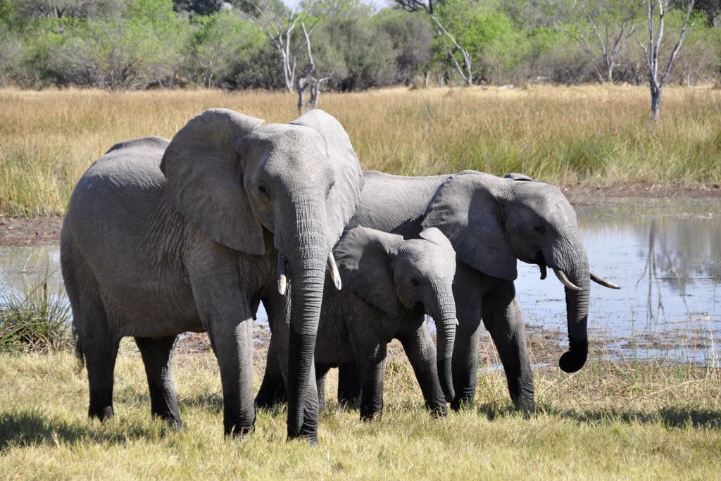 elephants endangered species research