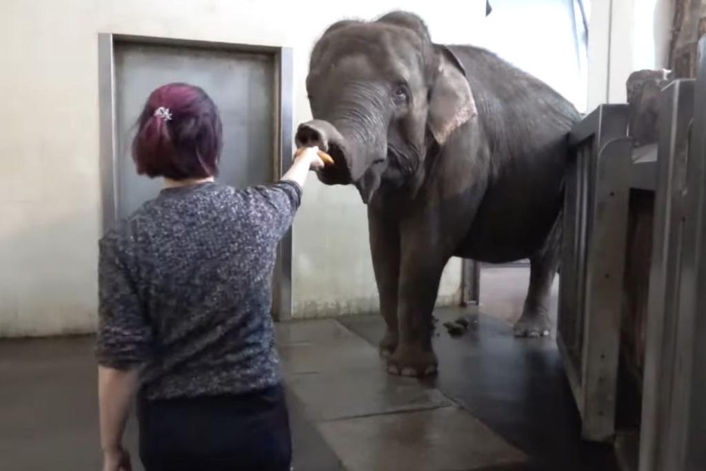 Elephant Peeling Banana Researcher