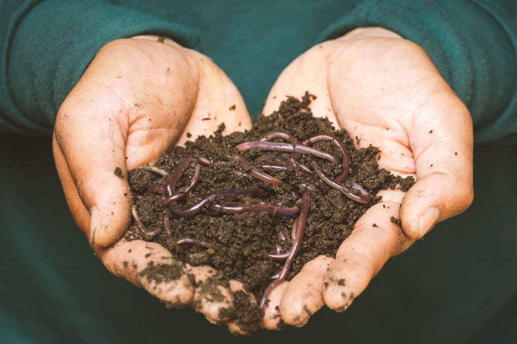 Worms Dirt Hands Dirty