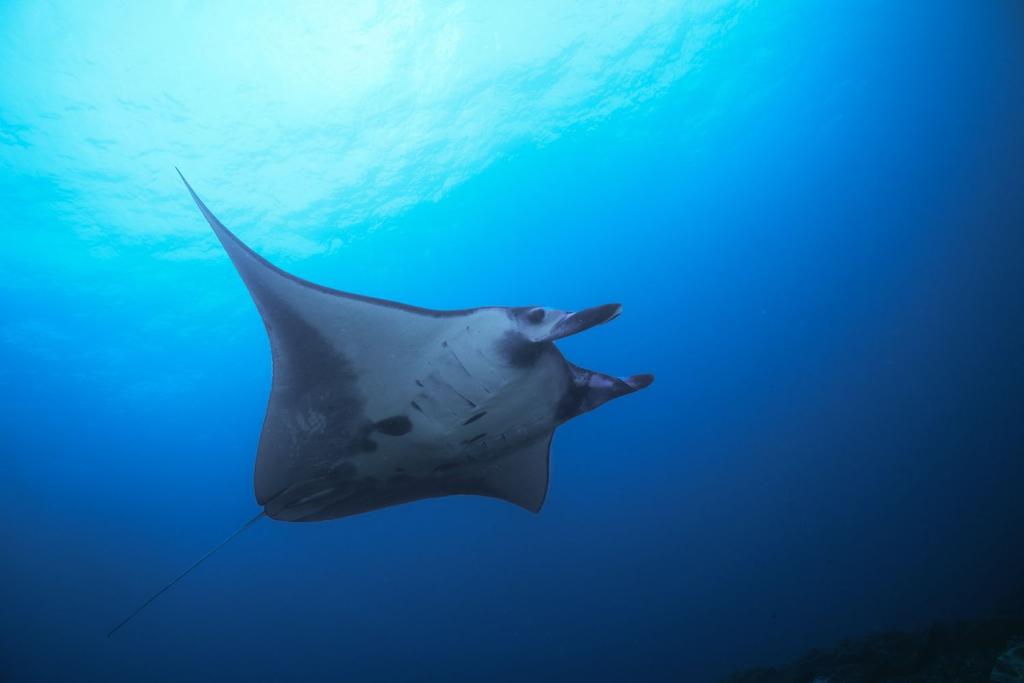 Manta Ray Swimming Creature
