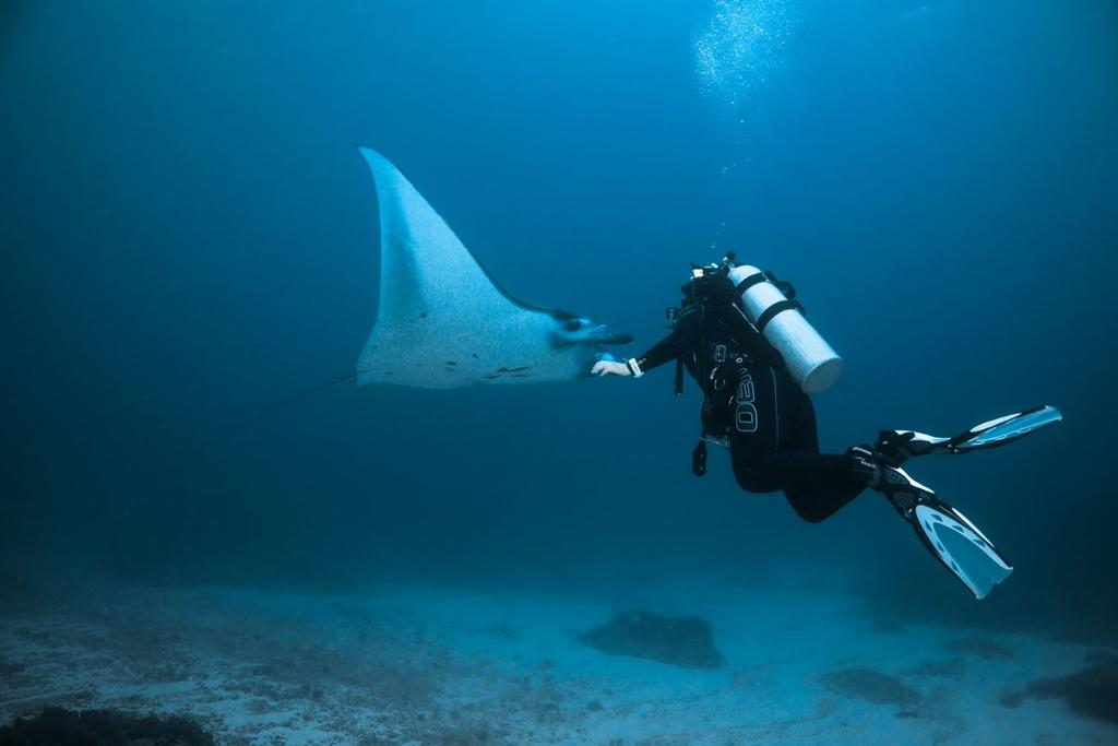 Manta Ray Scuba Diver