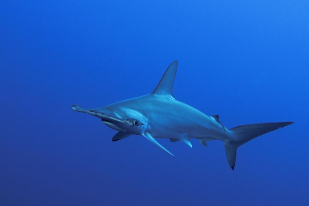 scalloped hammerhead sharks research