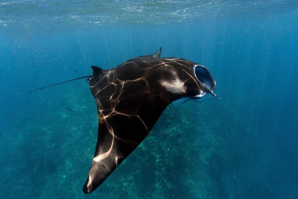 manta ray endangered species