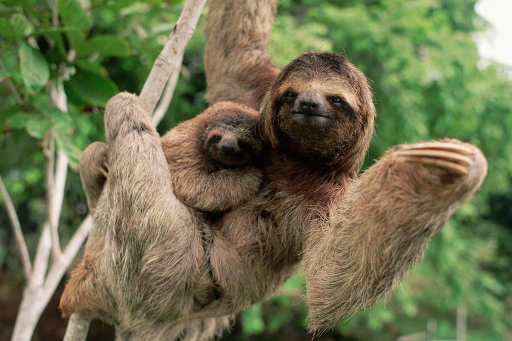 sloth survival methods rainforest