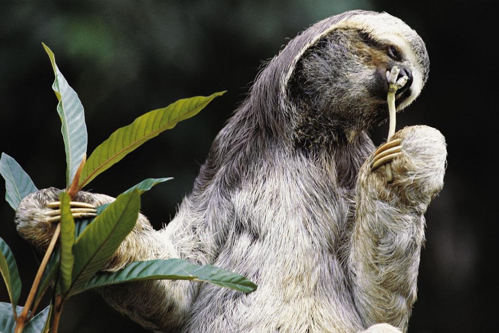 costa rica sloth research