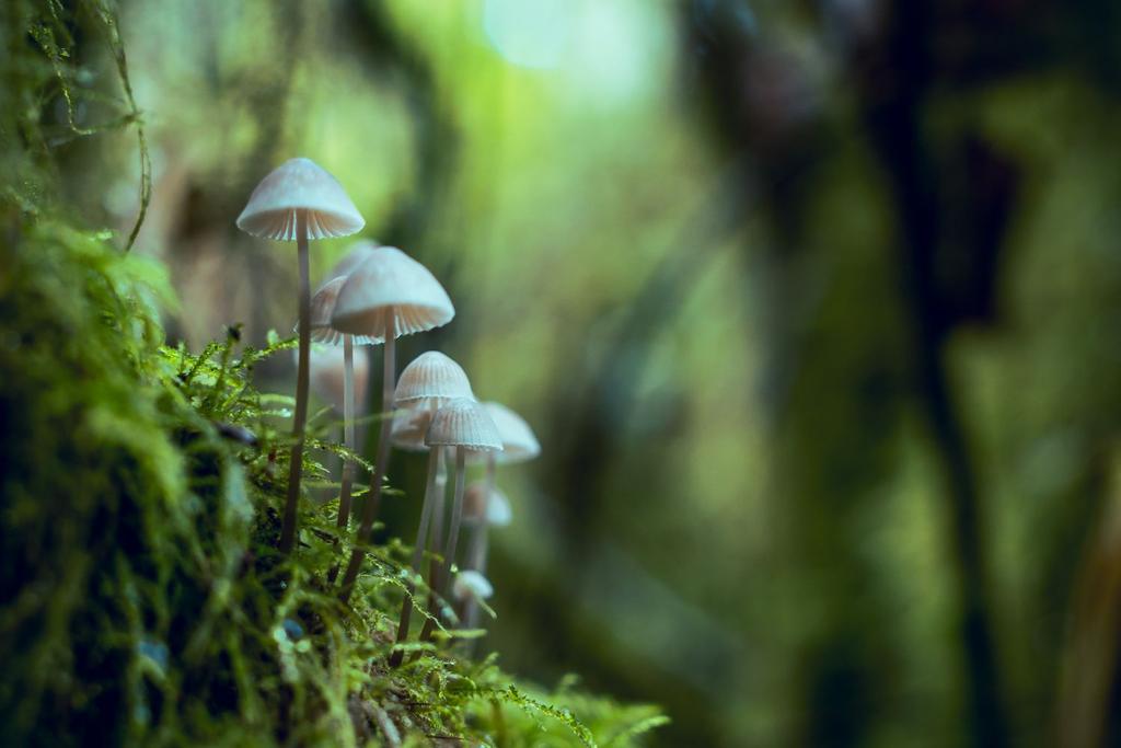 mushroom climate change research