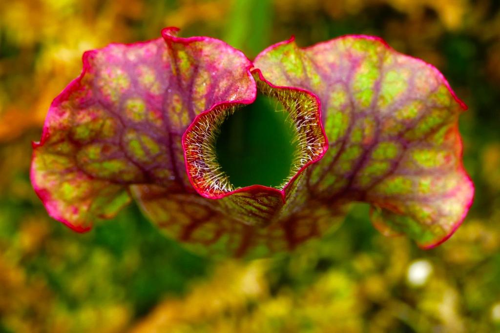 carnivorous plant weird science