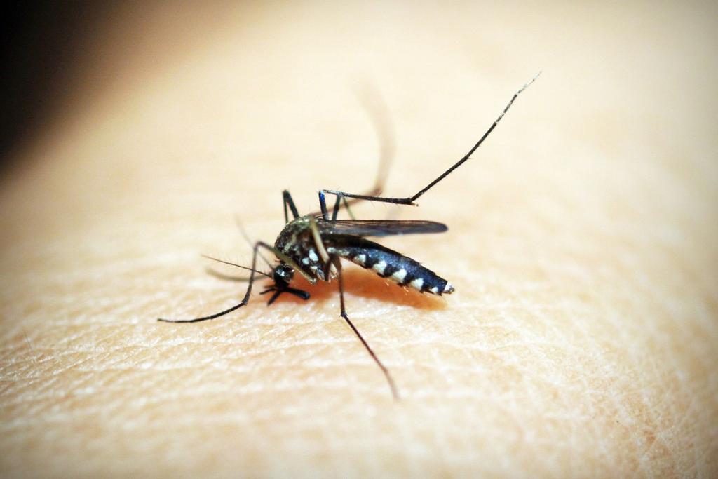 mosquito bite repellent hacks