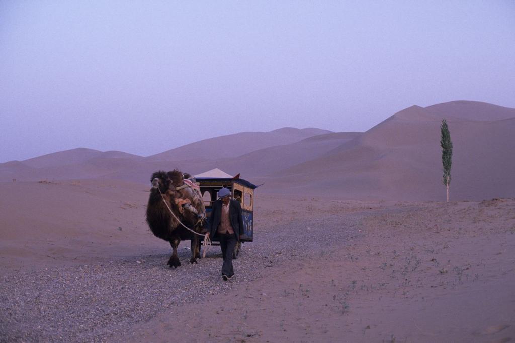 China sand dunes camel