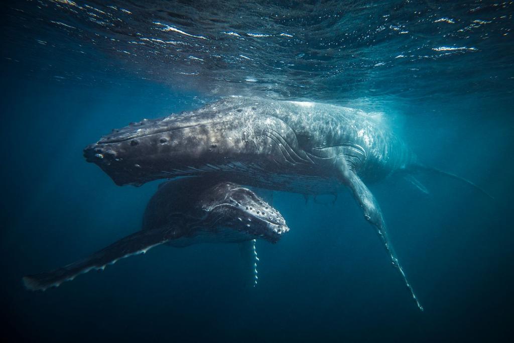 humpback whale nursing footage