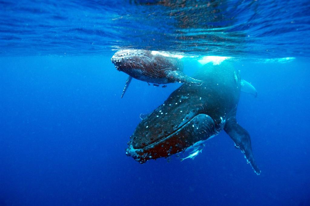 Pacific Whale rare wildlife