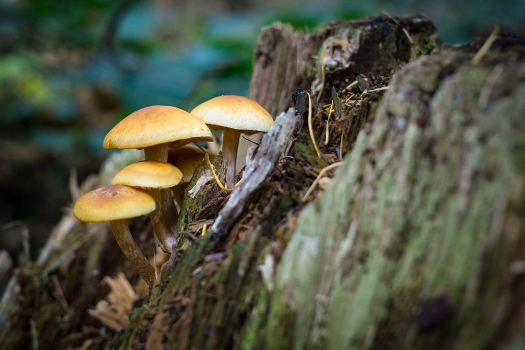 mushroom weird science research
