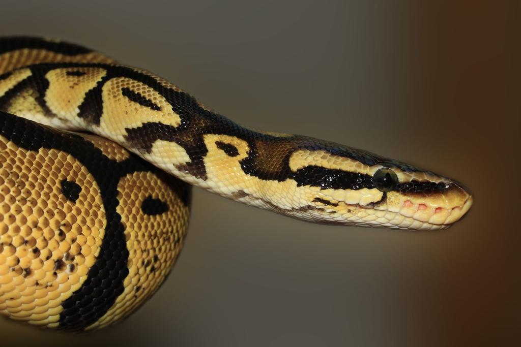snake venom climate change