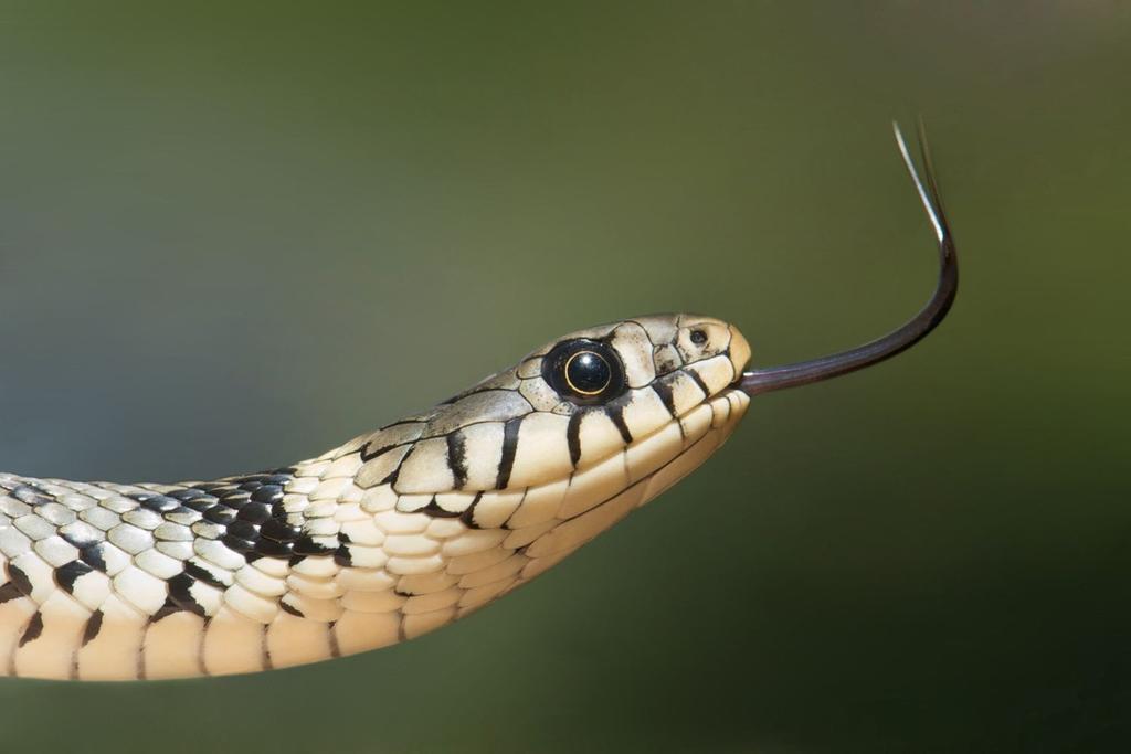 snake poisonous warm climate