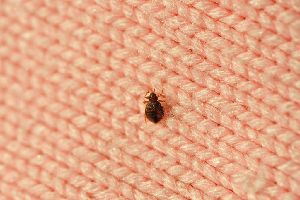 bed bug infestation tips