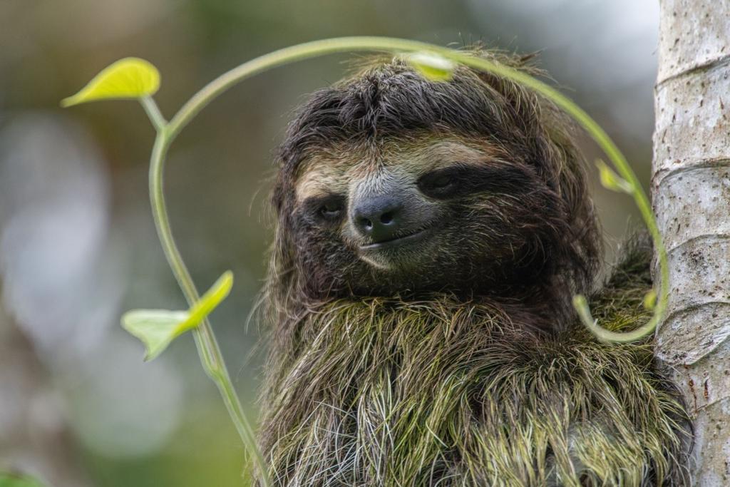 sloth Amazon wildlife research