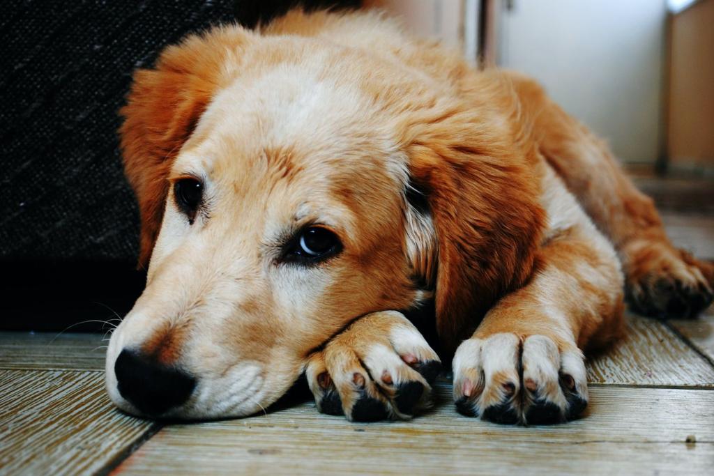 Dog Disease Illness Spreading